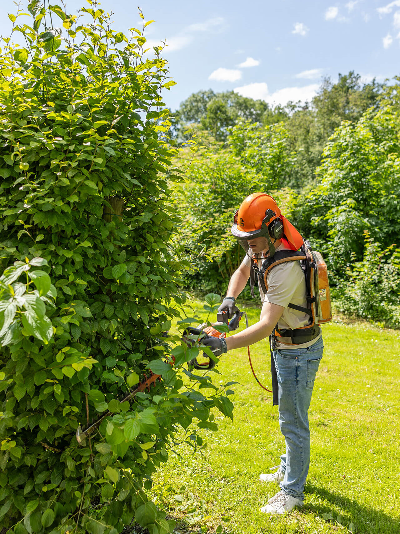 Evergreen-boomverzorging-zijkant-heg-snoeien